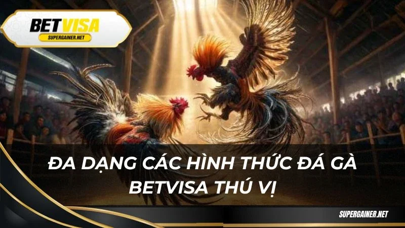 Đa dạng các hình thức đá gà Betvisa thú vị