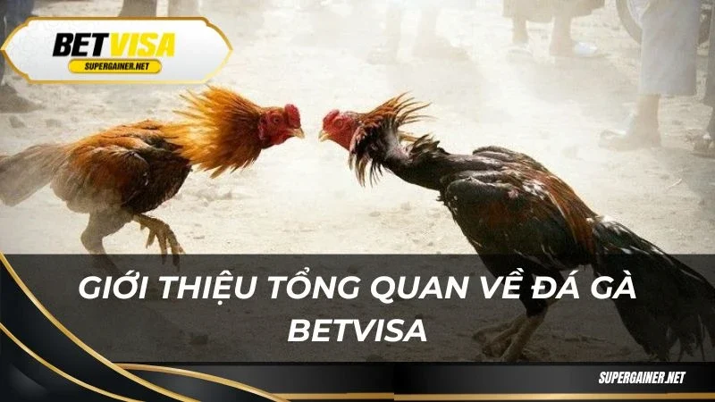 Giới thiệu tổng quan về đá gà Betvisa